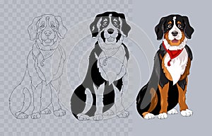 Breed Bernese mountain dog with bandana. Colorful and linear. Vector.