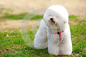 Dog breed Bichon Frize