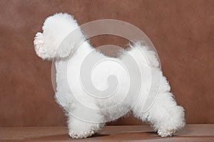 Dog breed Bichon Frize in a stand on a brown background