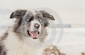 Dog Breed Border Collie on the background of winter mountains