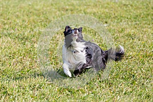 Dog breed border collie on Frisbee runs on a summer day on the green grass, jumping, flying, black color, long-haired dog, black a