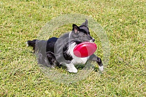 Dog breed border collie on Frisbee runs on a summer day on the green grass, jumping, flying, black color, long-haired dog, black a