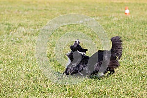 Dog breed border collie on Frisbee runs on a summer day on the green grass, jumping, flying, black color, long-haired dog, black a