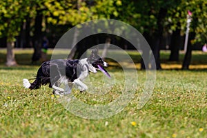 Dog breed border collie on Frisbee runs on a summer day on the green grass, jumping, flying, black color, long-haired dog, black a