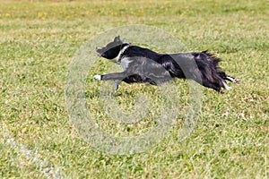 Dog breed border collie on Frisbee runs on a summer day on the green grass, jumping, flying, black color, long-haired dog, black a