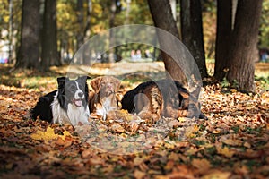 Dog breed Border Collie and German Shepherd and Nova Scotia Duck Tolling Retriever