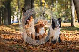 Dog breed Border Collie and German Shepherd and Nova Scotia Duck Tolling Retriever