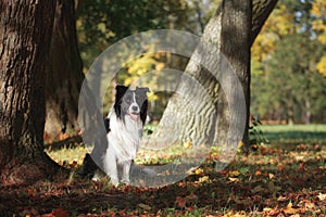 Dog breed Border Collie