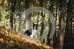 Dog breed Border Collie