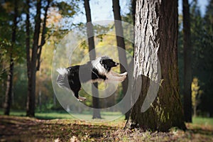 Dog breed Border Collie