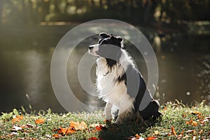 Dog breed Border Collie