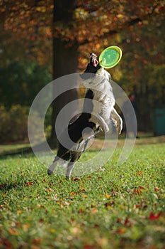 Dog breed Border Collie