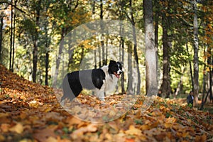 Dog breed Border Collie photo