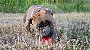 Dog breed boxer with red ball