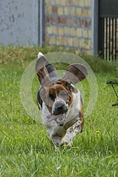 Dog of breed brasilian baset-haund on walk