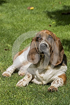 Dog of breed brasilian baset-haund on walk