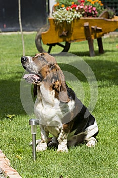Dog of breed brasilian baset-haund on walk