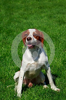 The dog breed Breton Spaniel