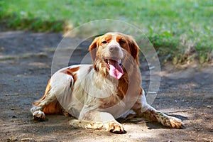 Dog breed Breton Spaniel