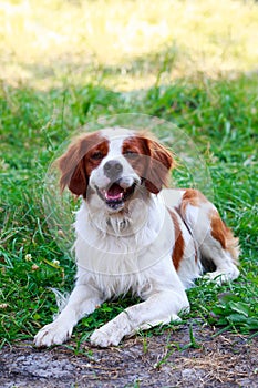 Dog breed Breton Spaniel