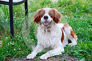 Dog breed Breton Spaniel