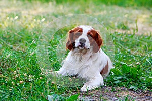 Dog breed Breton Spaniel