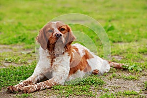 Dog breed Breton Spaniel