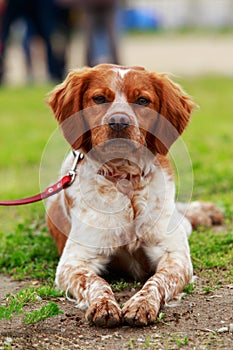 Dog breed Breton Spaniel