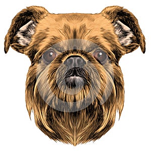 Dog breed Brussels Griffon