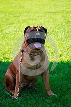 Dog breed Bullmastiff