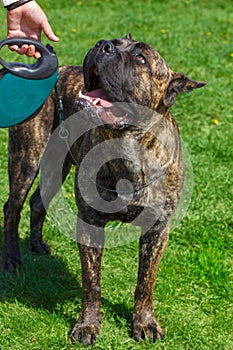 Dog breed Cane Corso Brindle standing