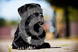 dog breed Cane Corso