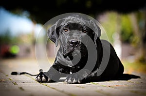 Dog breed Cane Corso
