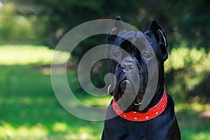 Dog breed cane corso italiano