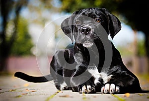 dog breed Cane Corso