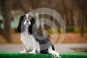 The dog breed Cavalier King Charles Spaniel brown and white