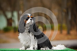 The dog breed Cavalier King Charles Spaniel brown and white