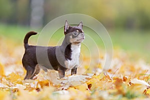 Dog breed Chihuahua