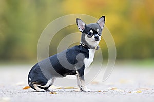 Dog breed Chihuahua