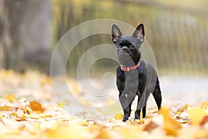 Dog breed Chihuahua