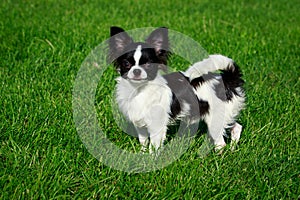 Dog breed Chihuahua