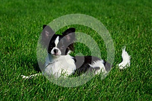 Dog breed Chihuahua