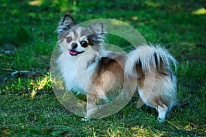 Dog breed Chihuahua