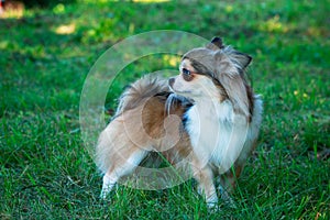 Dog breed Chihuahua