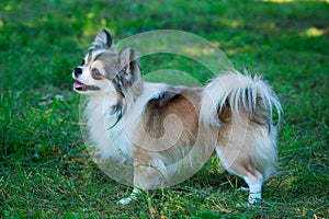 Dog breed Chihuahua