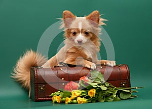 Dog of breed chihuahua.