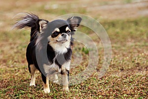 Dog breed Chihuahua