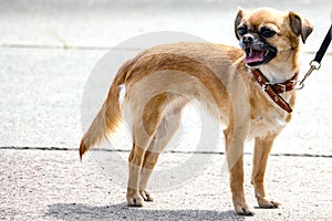 Dog breed Chihuahua