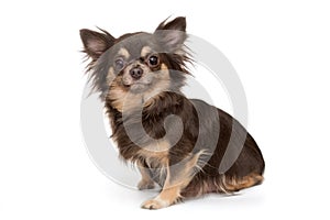 Dog breed Chihuahua brown color
