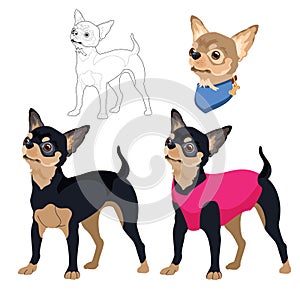 Dog breed Chihuahua. Pet portrait flat and linear. Vector.